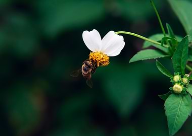 Bees Flowers