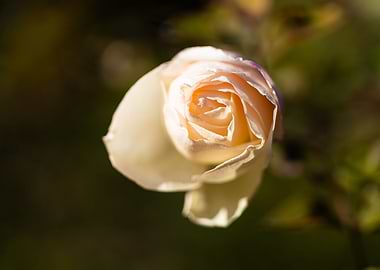 Beautiful flower closeup