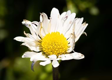 Beautiful flower closeup