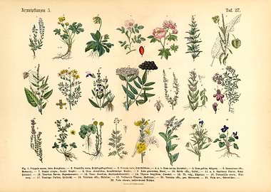 Herbs Medicinal Plants 3