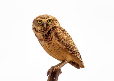 owl