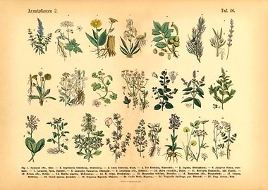Herbs Medicinal Plants 2