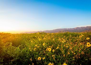 Carpinteria Bluffs