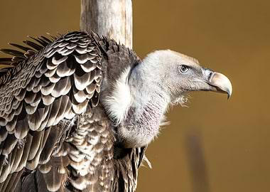 Portrait of a Ruppells gr