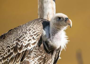 Portrait of a Ruppells gr