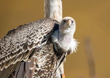 Portrait of a Ruppells gr