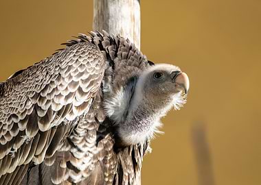 Portrait of a Ruppells gr
