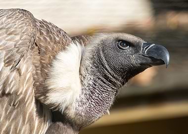 Portrait of a Ruppells gr