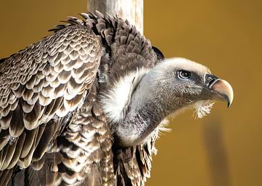 Portrait of a Ruppells gr