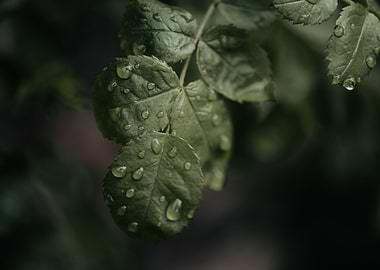 Fresh rain on greens