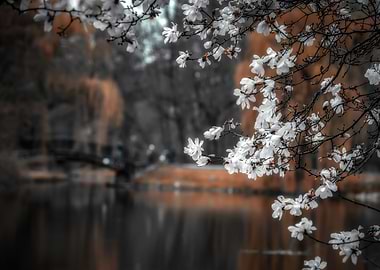 Park, magnolia flower