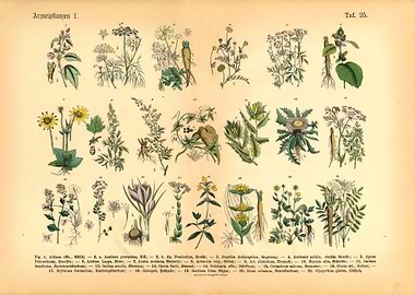 Herbs Medicinal Plants 1