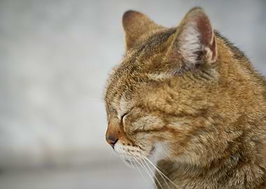 Cat Cats Feline Kitty