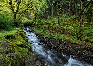 Enchanted forest landscape