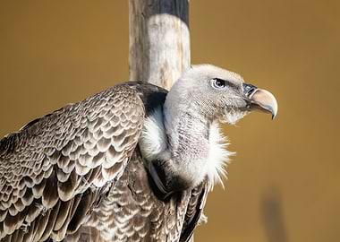 Portrait of a Ruppells gr