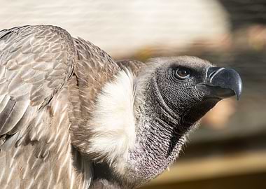 Portrait of a Ruppells gr