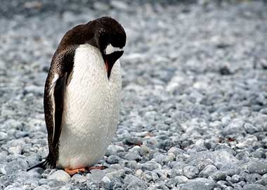 Penguin in Solitude