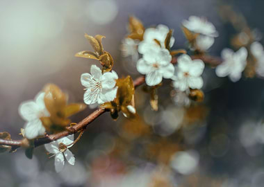 Spring time, flower, tree