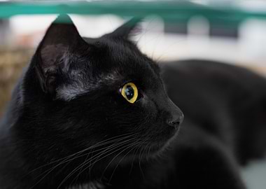 Cat Cats Feline Kitty