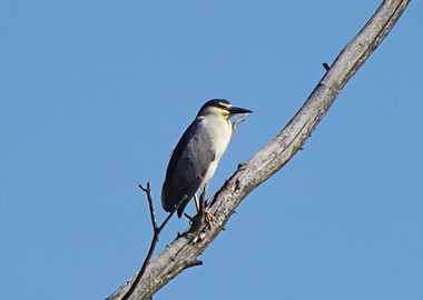 Night heron