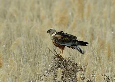 Marsh harrier