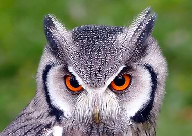 White Face Owl