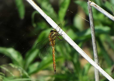 Dragonfly