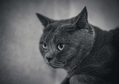 Cat Cats Feline Kitty