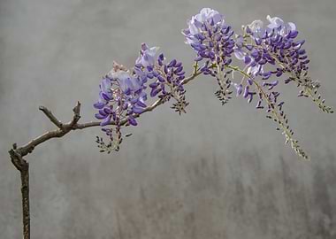 wisterias