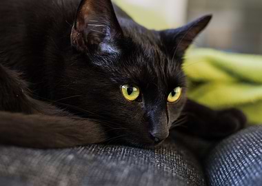 Cat Cats Feline Kitty