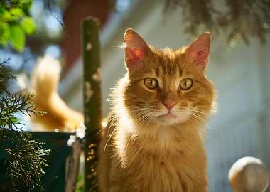 Cat Cats Feline Kitty