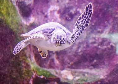 Turtle in Purple