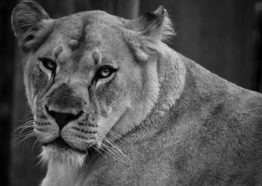 Portrait of a Lioness