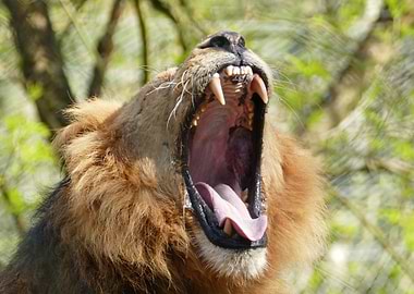 A Lion Yawn