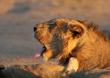 Lion in the Wilderness