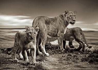 Animals Lions Park Nature