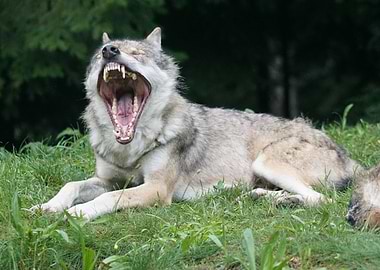 Fangs of the Wolf