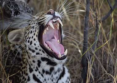Leopard Fangs