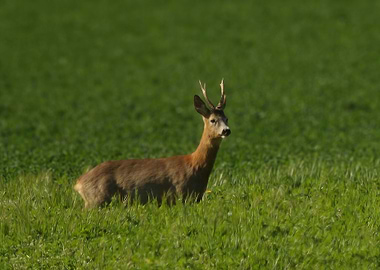 Roebuck