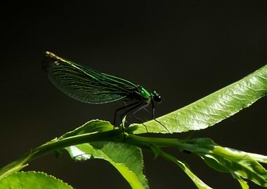 Dragonfly