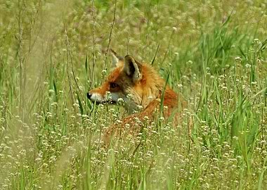 Red fox