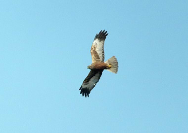 Marsh harrier