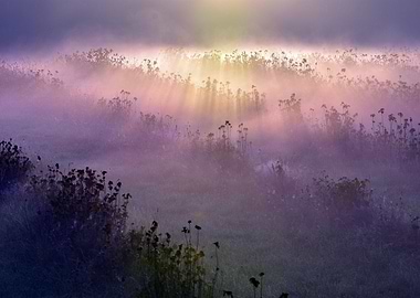 Field of flowers sunrise