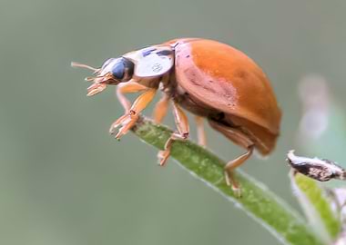 little ladybugt at park