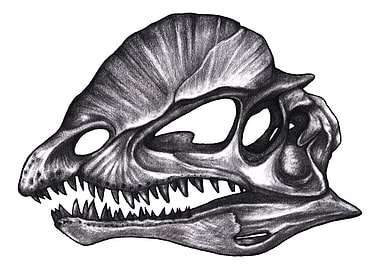 Dilophosaurus skull