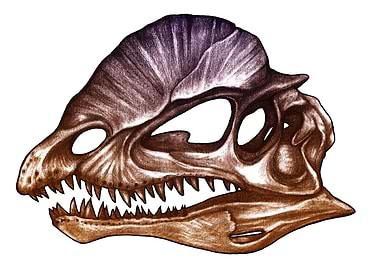 Dilophosaurus skull
