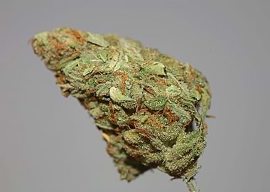Cannabis bud Lemon haze