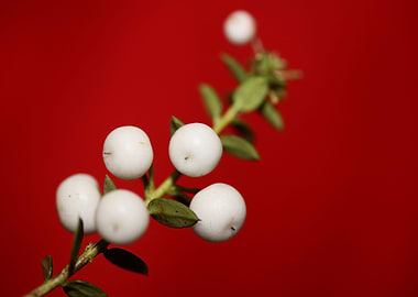 White Gaultheria fruits
