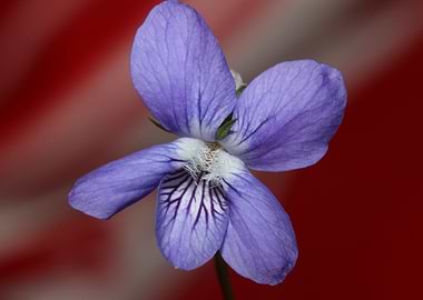 Viola flowering close up