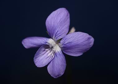 Viola flower blossoming